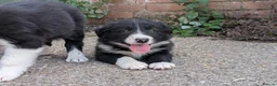 Border Collie dogs for sale: Border Collie Puppies for sale - Advert 5
