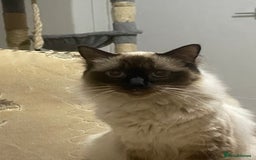Ragdoll cats for sale: Ragdoll kittens  - Image 8