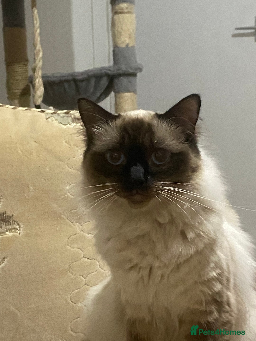Ragdoll cats for sale: Ragdoll kittens  - Image 8