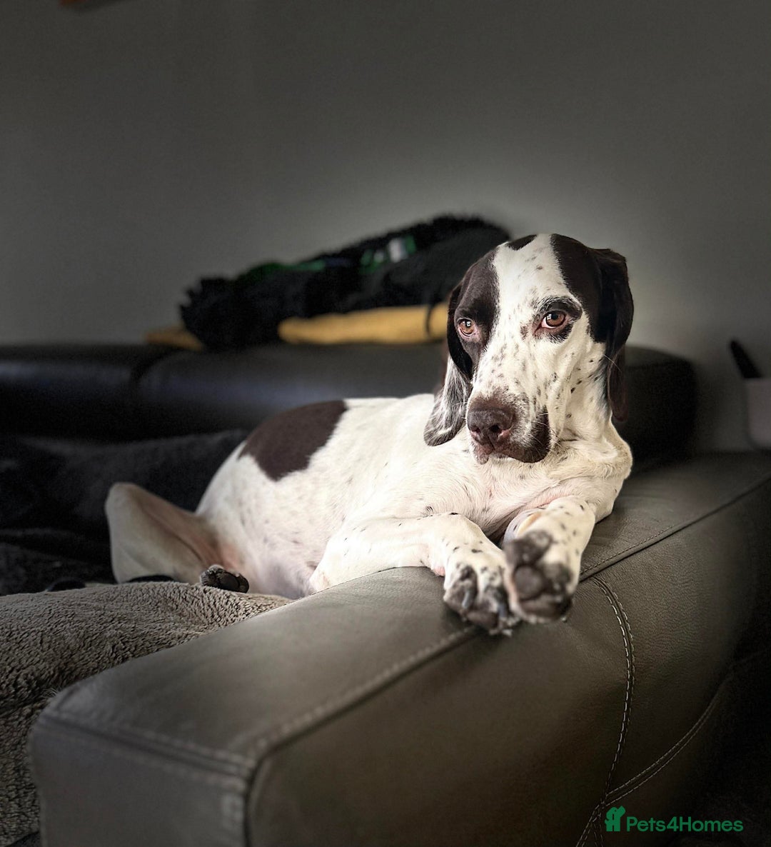 Pointer dogs for adoption: ❤️🐾 Nitsa is ready to keep moving forward 🐾 - Advert 13