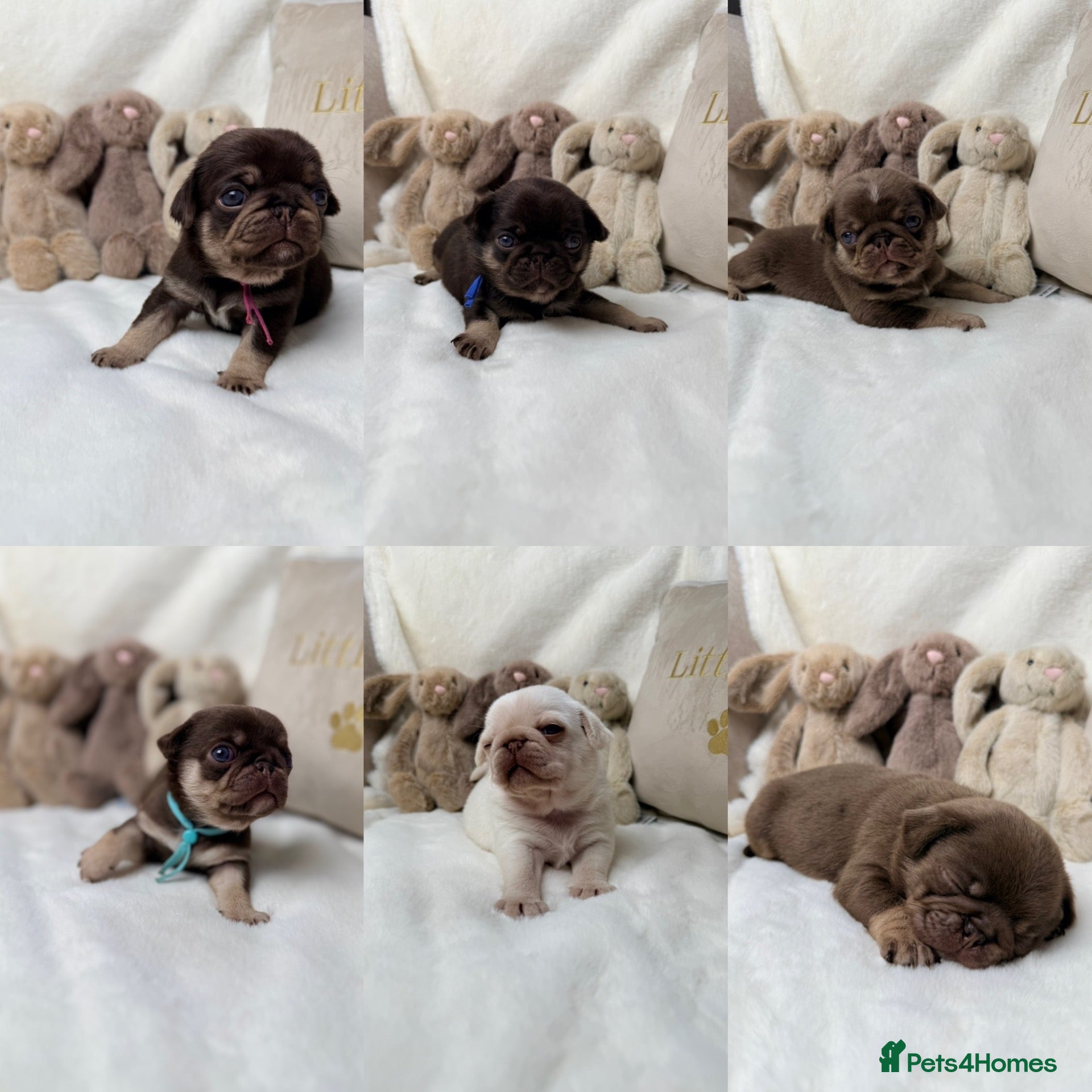 Pug dogs 3rd generation pugs health tested parents  - Advert 1
