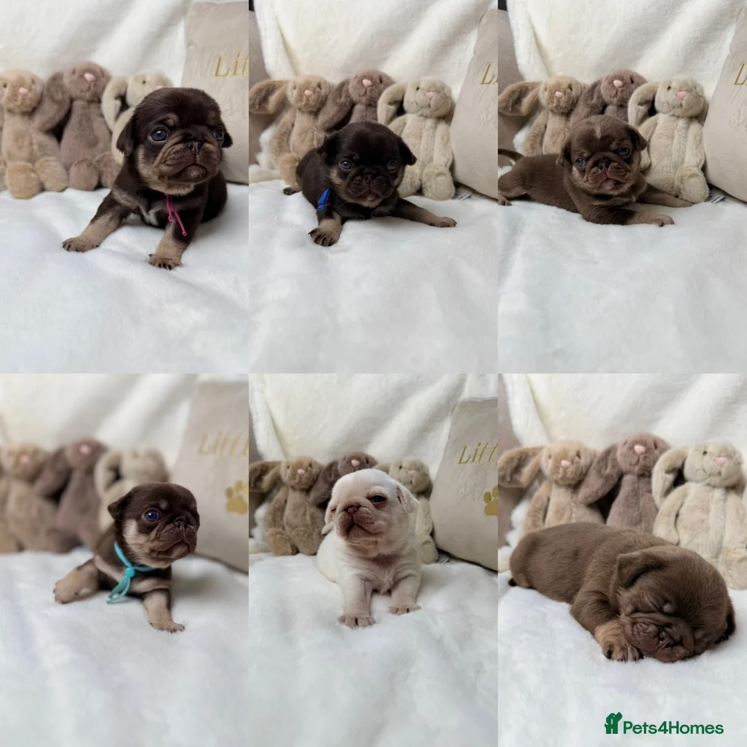 Pug dogs for sale: 3rd generation pugs health tested parents  - Advert 1