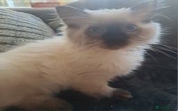 Ragdoll cats for sale: Ragdoll Kitten Ready for a Loving Home - Image 7