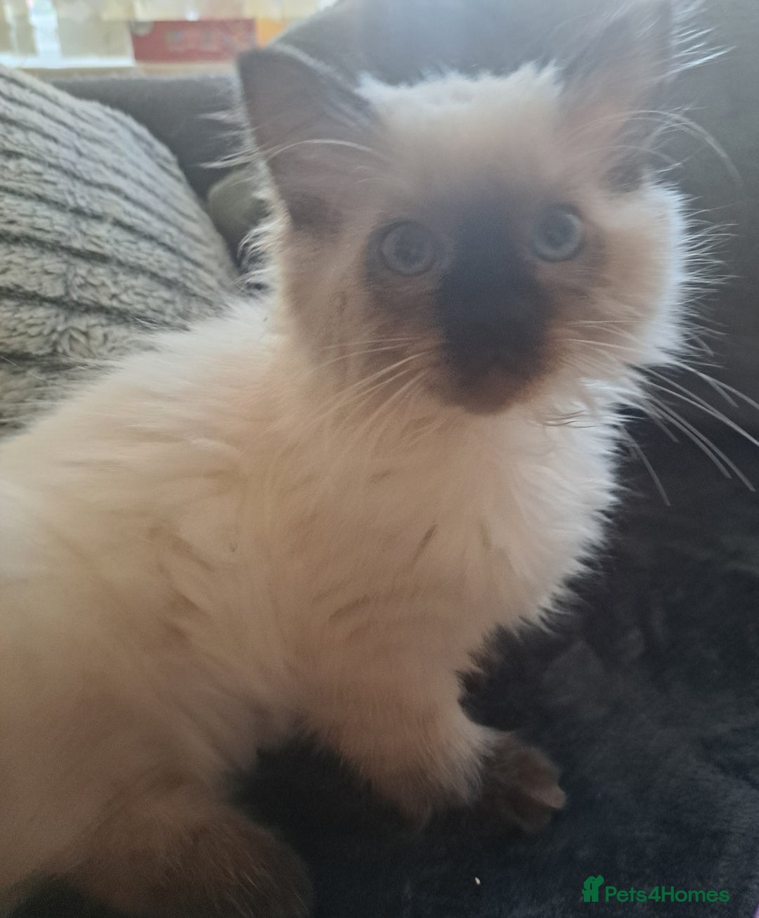 Ragdoll cats for sale: Ragdoll Kitten Ready for a Loving Home - Image 7