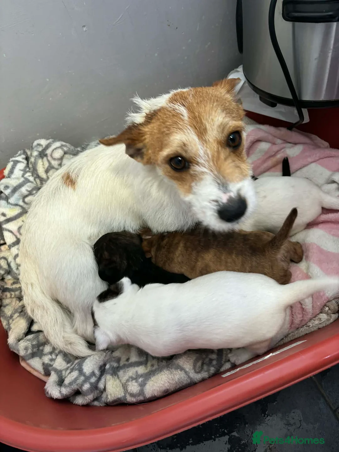 Jack Russell dogs for sale: Jack Russel pups  - Advert 2