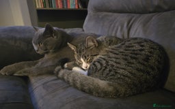 Mixed Breed cats for sale: 10 month old tabby kitten/cat  - Image 9