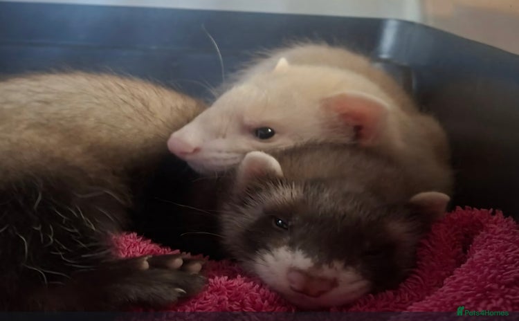 Ferret rodents - Advert 4