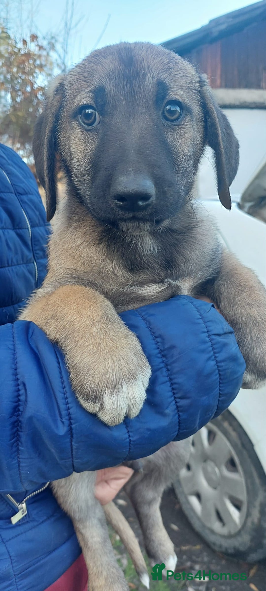 Mixed Breed dogs for adoption: 4.5 month female Macedonian rescue pup  - Advert 3