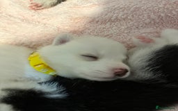Pomsky dogs for sale: F4 beautiful puppy pomskie blue eyes - Image 22
