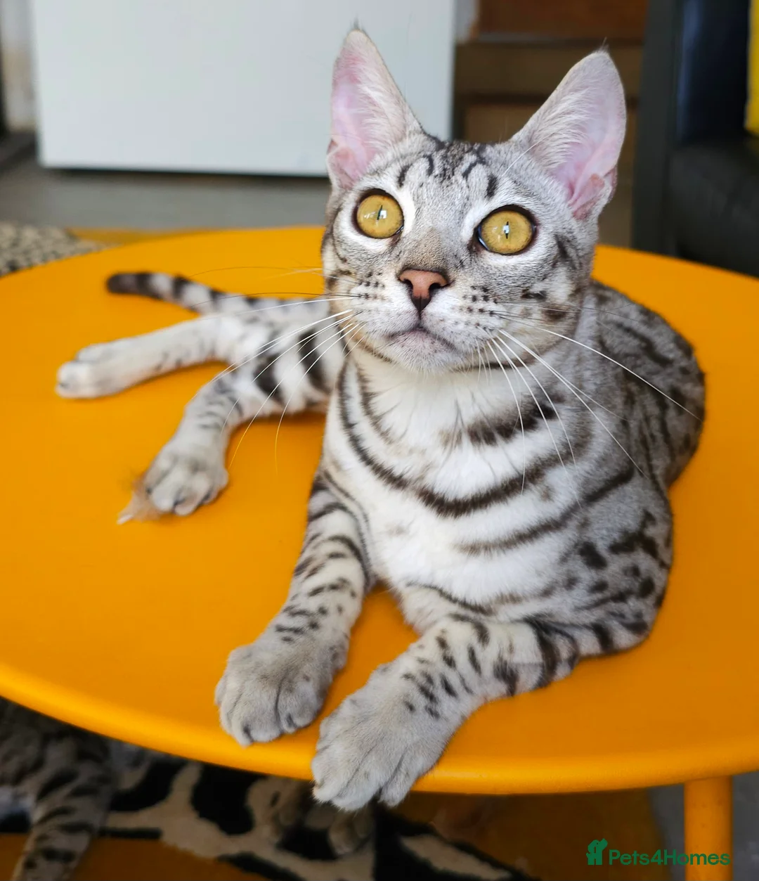 Bengal cats for sale: Exceptional Silver Rosetted Boy Available  - Advert 5