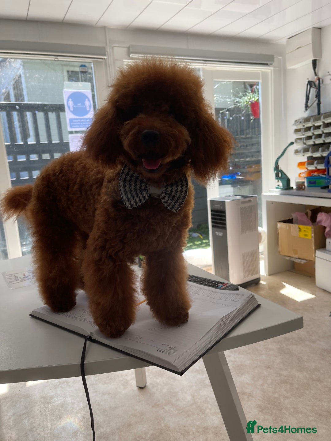 Toy Poodle dogs for stud: Amazing deep dark red. Kc registered dna clear in Porth - Advert 4