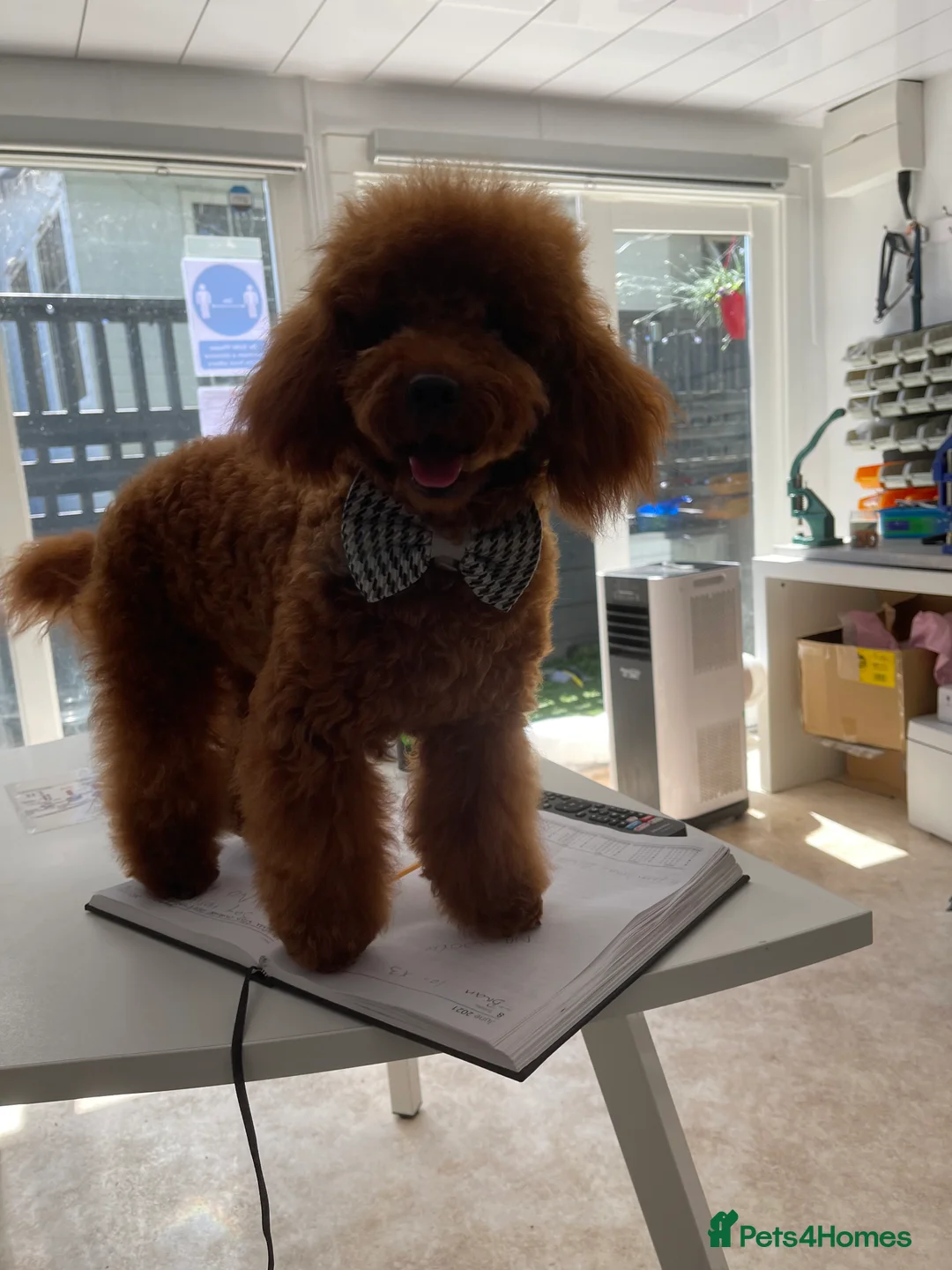 Toy Poodle dogs for stud: Amazing deep dark red. Kc registered dna clear in Porth - Advert 4