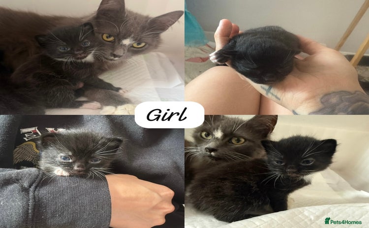 Domestic Shorthair cats - Advert 1