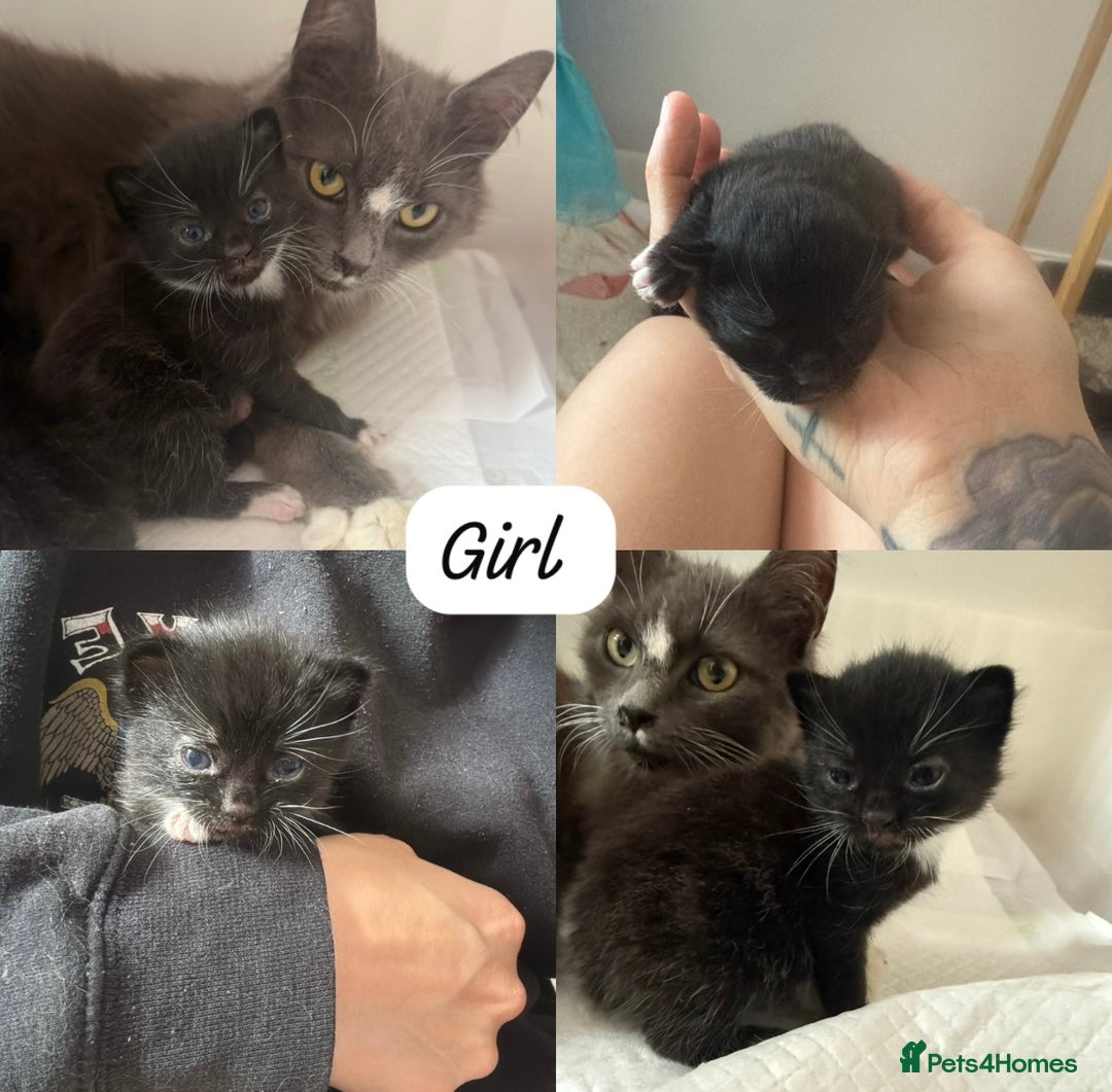 Domestic Shorthair cats for sale: Kittens  - Image 1