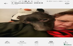 Mixed Breed dogs for sale:  lurcher pocket bully cross  - Image 6