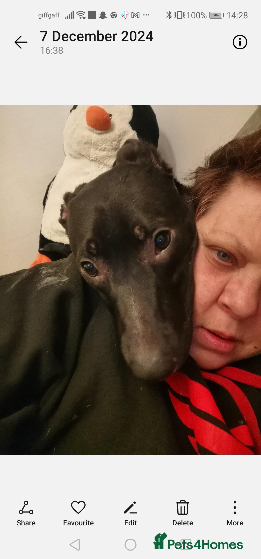 Mixed Breed dogs for sale:  lurcher pocket bully cross  - Image 6
