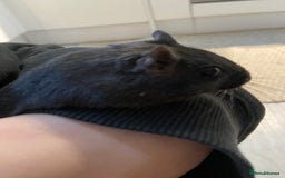 Gerbil rodents for sale: Female Gerbil for rehoming - Image 1