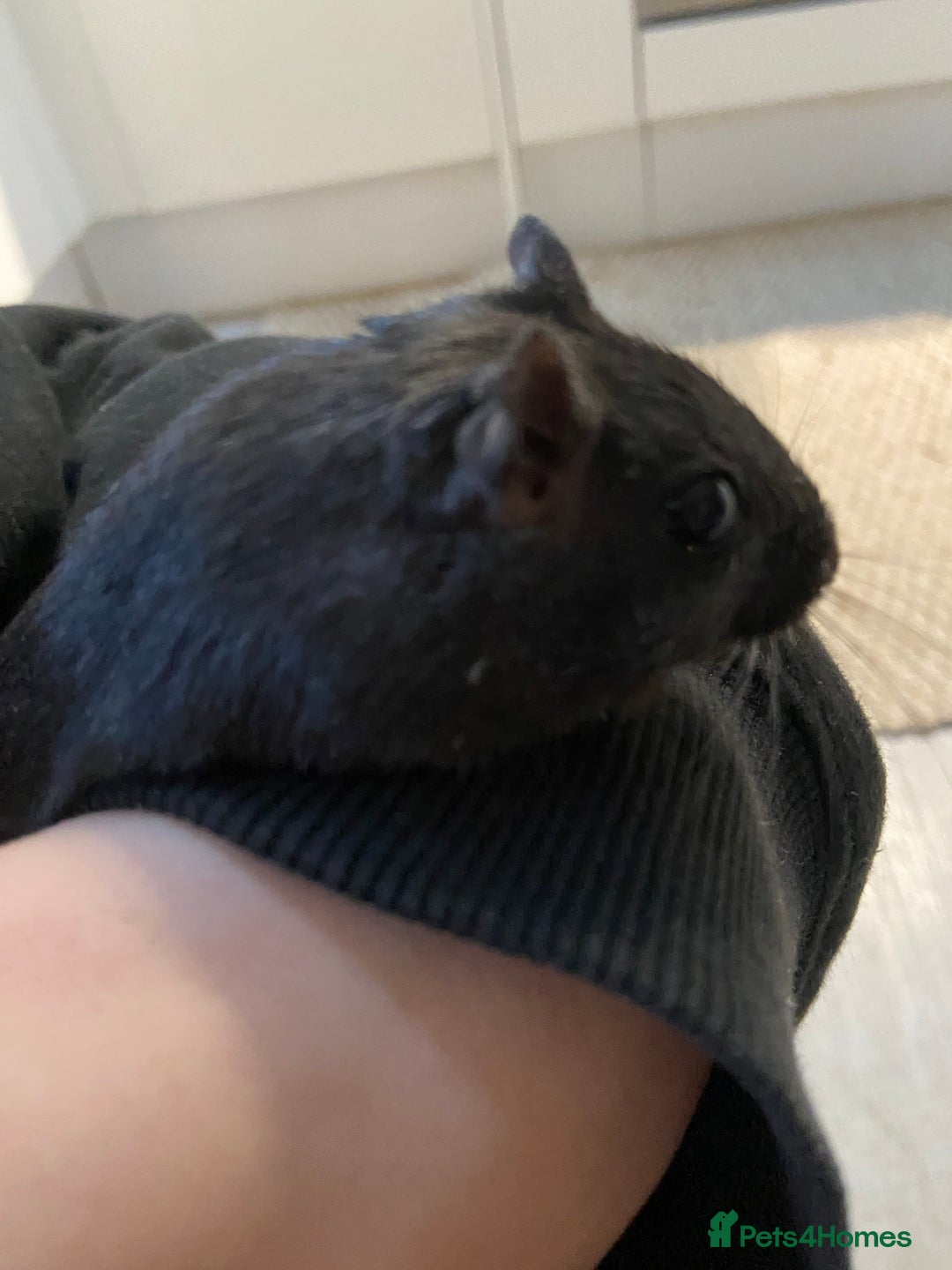 Gerbil rodents for sale: Female Gerbil for rehoming - Image 1