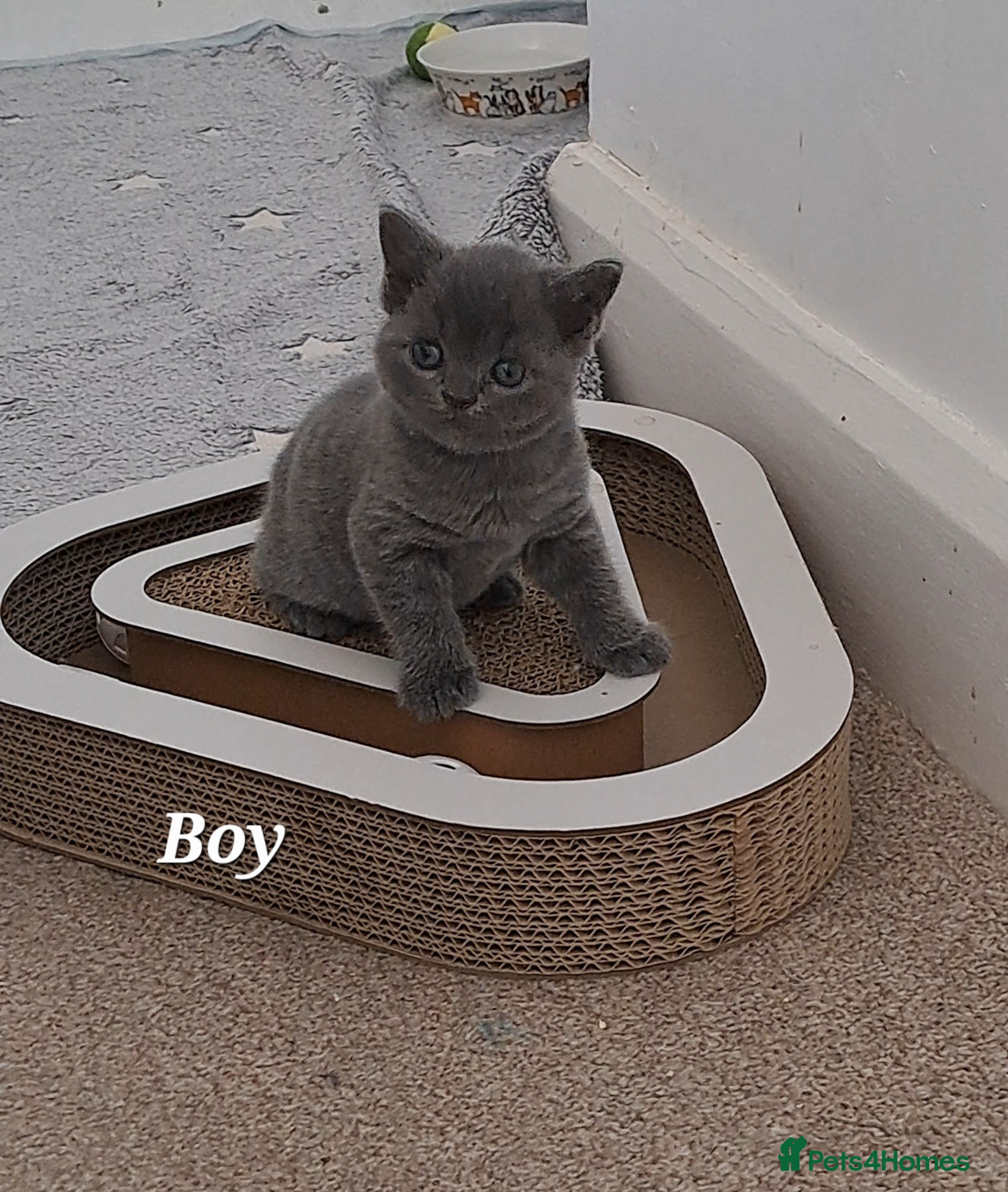 British Shorthair cats for sale: British Shorthair Blue CHAMPION BLOOD LINE - Advert 8