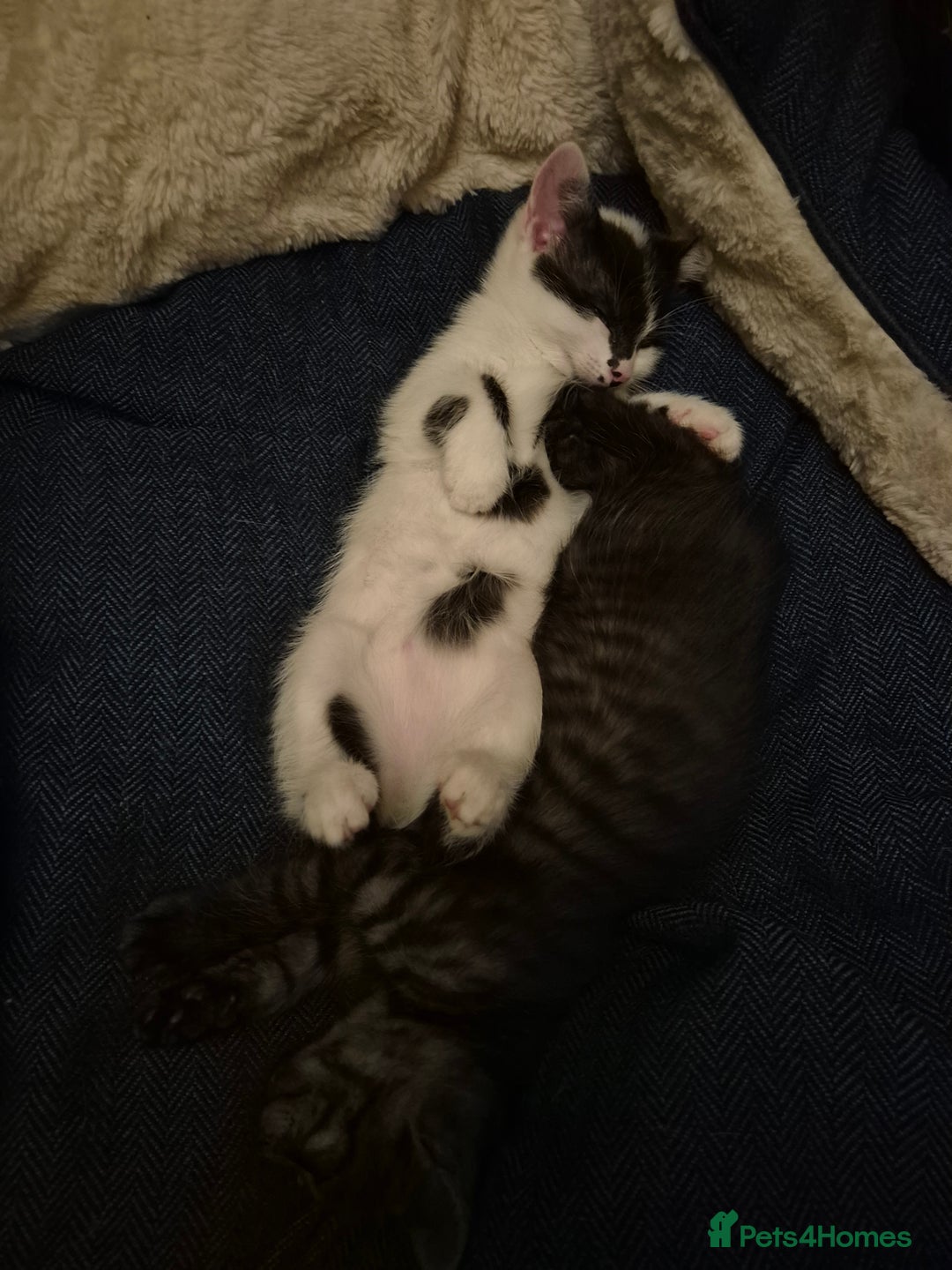 Mixed Breed cats for sale: 9 week old kittens both boys. Black & white/black - Advert 4