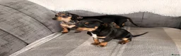 Chiweenie dogs for sale: Gorgeous Chiweenie puppies for sale - Advert 16