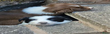 Border Collie 2