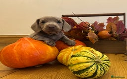 Miniature Dachshund dogs for sale: Isabella Dachshund Boys  - Image 2