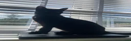 Mixed Breed cats for sale: Gorgeous little female bengal/tabby left in Thame - Advert 8
