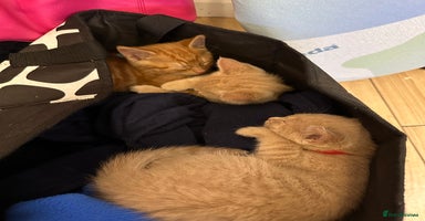 Mixed Breed cats - Advert 10