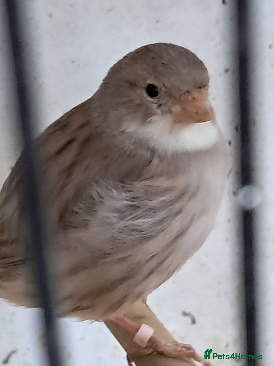 Canaries birds for sale: Canaries  in Wolverhampton - Image 6