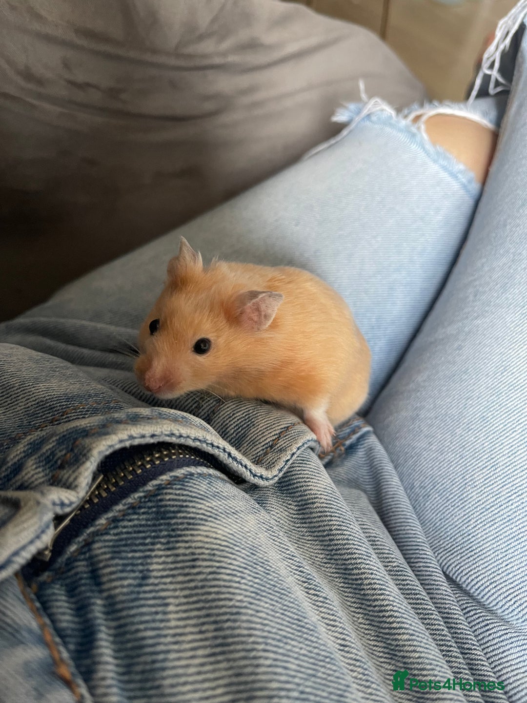 Hamster rodents for sale: Gorgeous male Syrian hamster  - Image 19