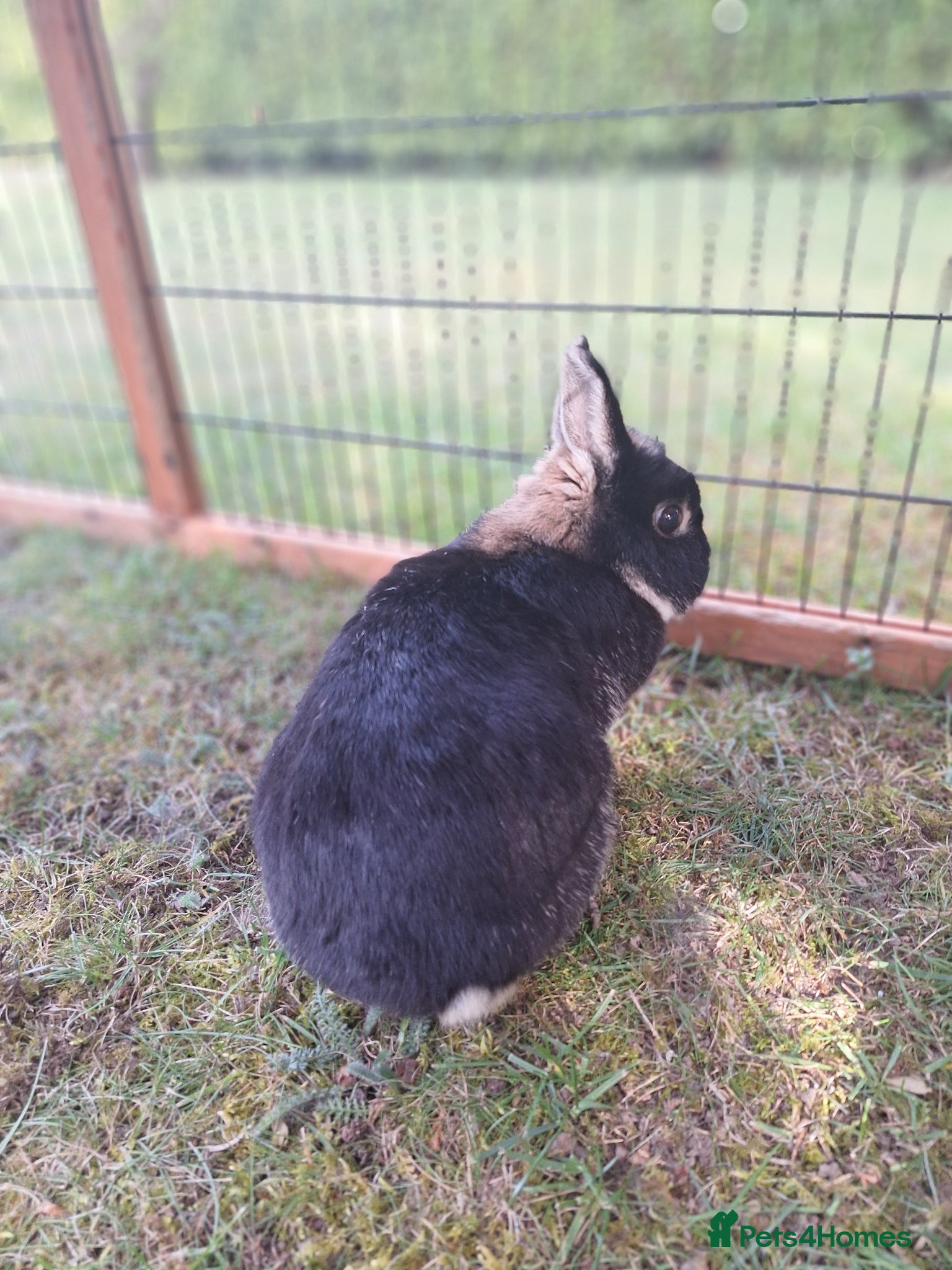 Netherland Dwarf rabbits Pure bred Netherland Dwarf Doe - Advert 7