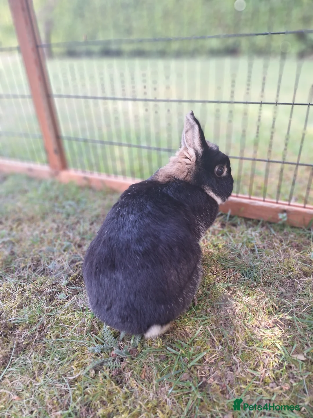 Netherland Dwarf rabbits for sale: Pure bred Netherland Dwarf Doe - Advert 1