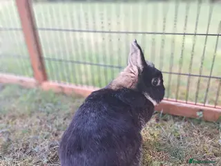 Netherland Dwarf rabbits Pure bred Netherland Dwarf Doe - Advert 2