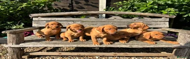 Labrador Retriever 5