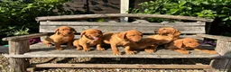 Labrador Retriever dogs for sale: Kc registered fox red labrador puppies - Advert 3