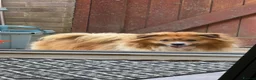 Mixed Breed dogs for adoption: Sweet Francis is Looking for His Forever Home 💙  - Advert 8
