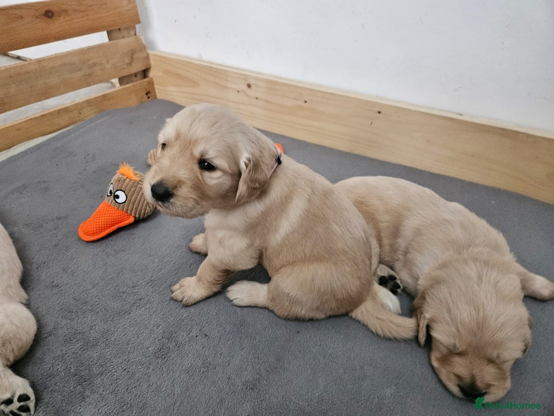 Golden Retriever dogs for sale: Golden retriever puppies - Image 15