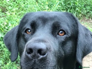 Labrador Retriever dogs in Derby - Advert 21