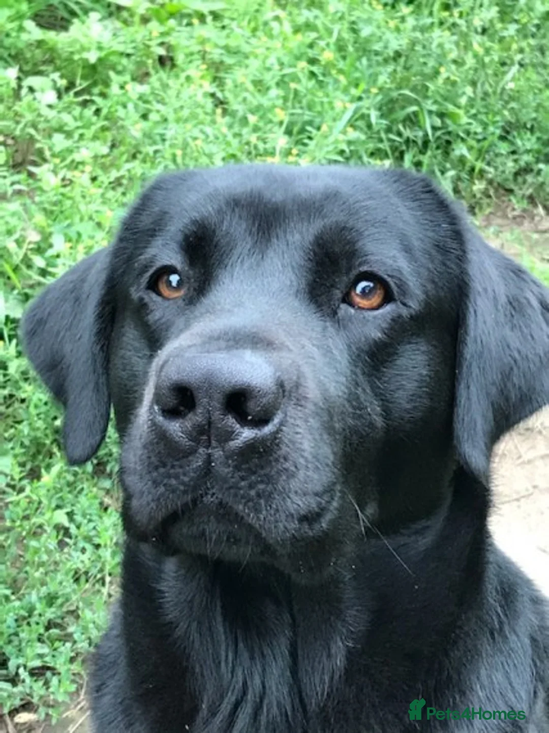 Labrador Retriever dogs for stud: 🖤💛🤎LABRADOR STUD /PROVEN/CARRIES ALL 3 COLOURS. in Derby - Advert 1