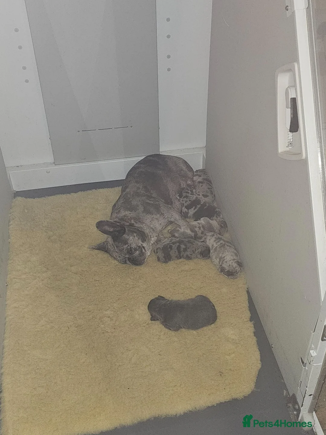 French Bulldog dogs for sale: Frenchie puppies in Doncaster - Advert 11