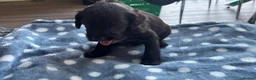 Labradoodle dogs for sale: Adorable miniature Labradoodle puppies  - Advert 13
