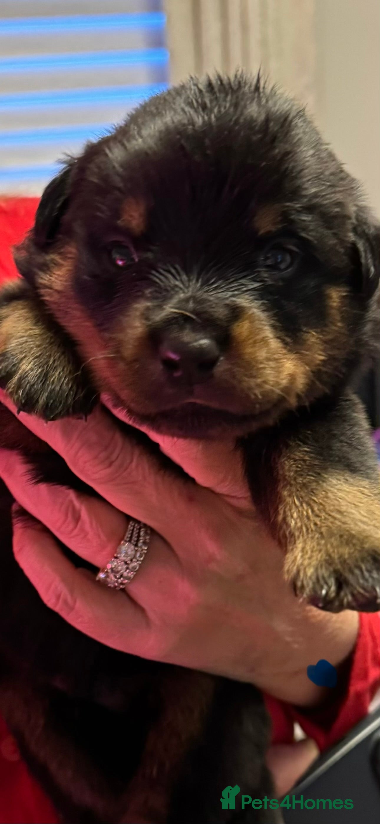 Rottweiler dogs for sale: Pedigree Rottweiler puppies for sale - Advert 36