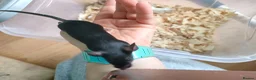Mouse rodents for sale: Fancy pet mice - Advert 9