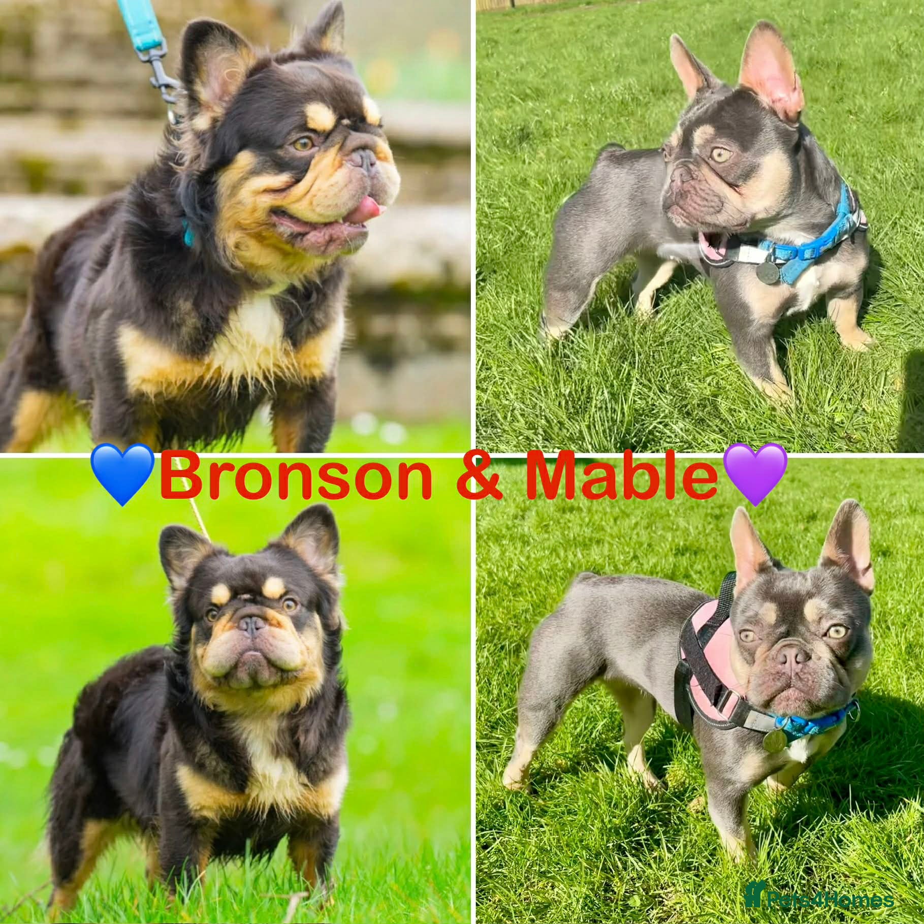 French Bulldog dogs for sale: French Bulldog Babies Ready Soon - Advert 2