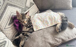 British Shorthair cats for sale: 🐾 Adorable Kittens Looking for  Home! 🐾 - Image 7