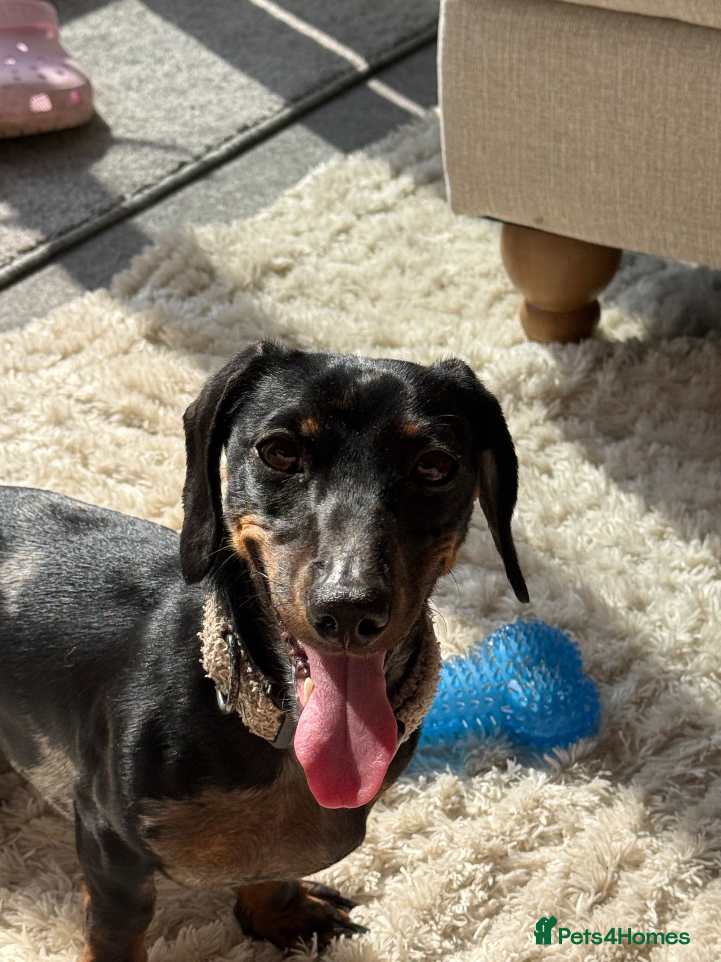 Miniature Dachshund dogs Winnie the miniature dachshund  - Advert 2