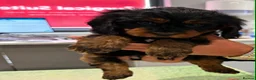 Cavapoo dogs for sale: 🥇TOP QUALITY F1 CAVAPOO PUPPIES READY TO LEAVE! - Advert 13