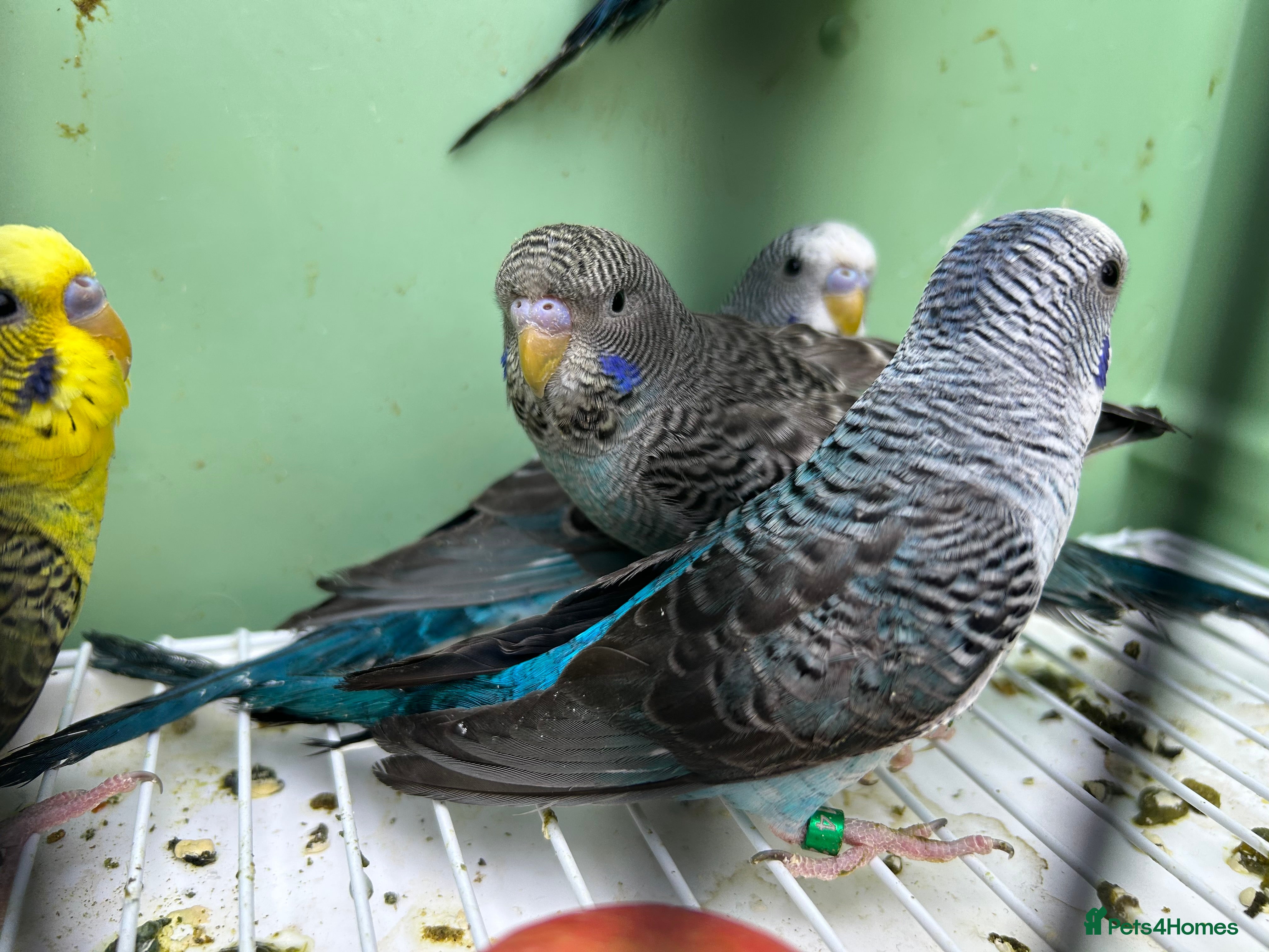 Budgerigars birds Black wing budgies, split to b/f & b/w - Advert 10