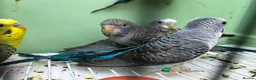 Budgerigars birds for sale: Black Wings budgies, possible split to bw/bf - Advert 2